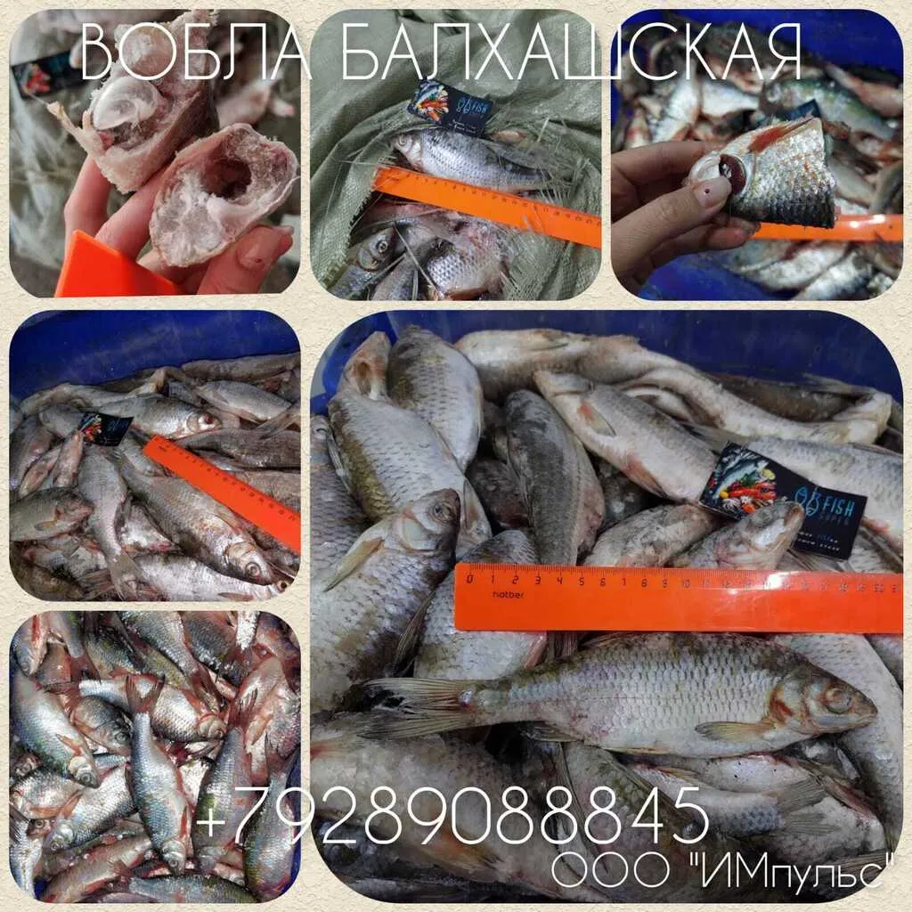 ассортимент рыбы на вялку в Ростове-на-Дону 2