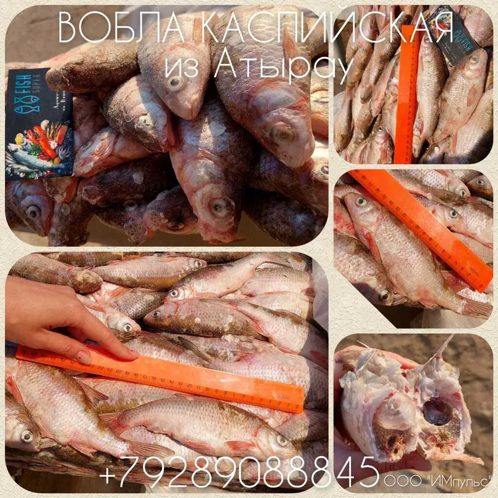 ассортимент рыбы на вялку в Ростове-на-Дону