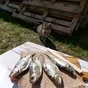 аральская вяленая вобла в Ростове-на-Дону