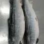 лосось из чили. премиум. 7-8-9-10 кг в Ростове-на-Дону и Ростовской области 6