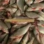каспийская рыба едет в ростов в Ростове-на-Дону и Ростовской области