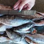 успейте купить рыбу по старой цене  в Ростове-на-Дону 2