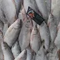 рыбу под заказ с самовывозом и доставкой в Ростове-на-Дону и Ростовской области 5