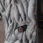 рыбца серебристого икряного в Ростове-на-Дону и Ростовской области 7