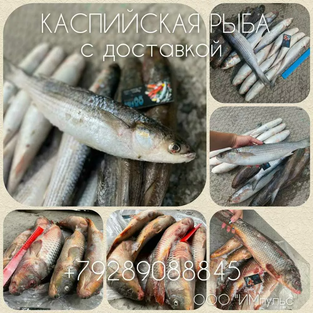 вобла икряная сазан килька рыбец кутум в Ростове-на-Дону