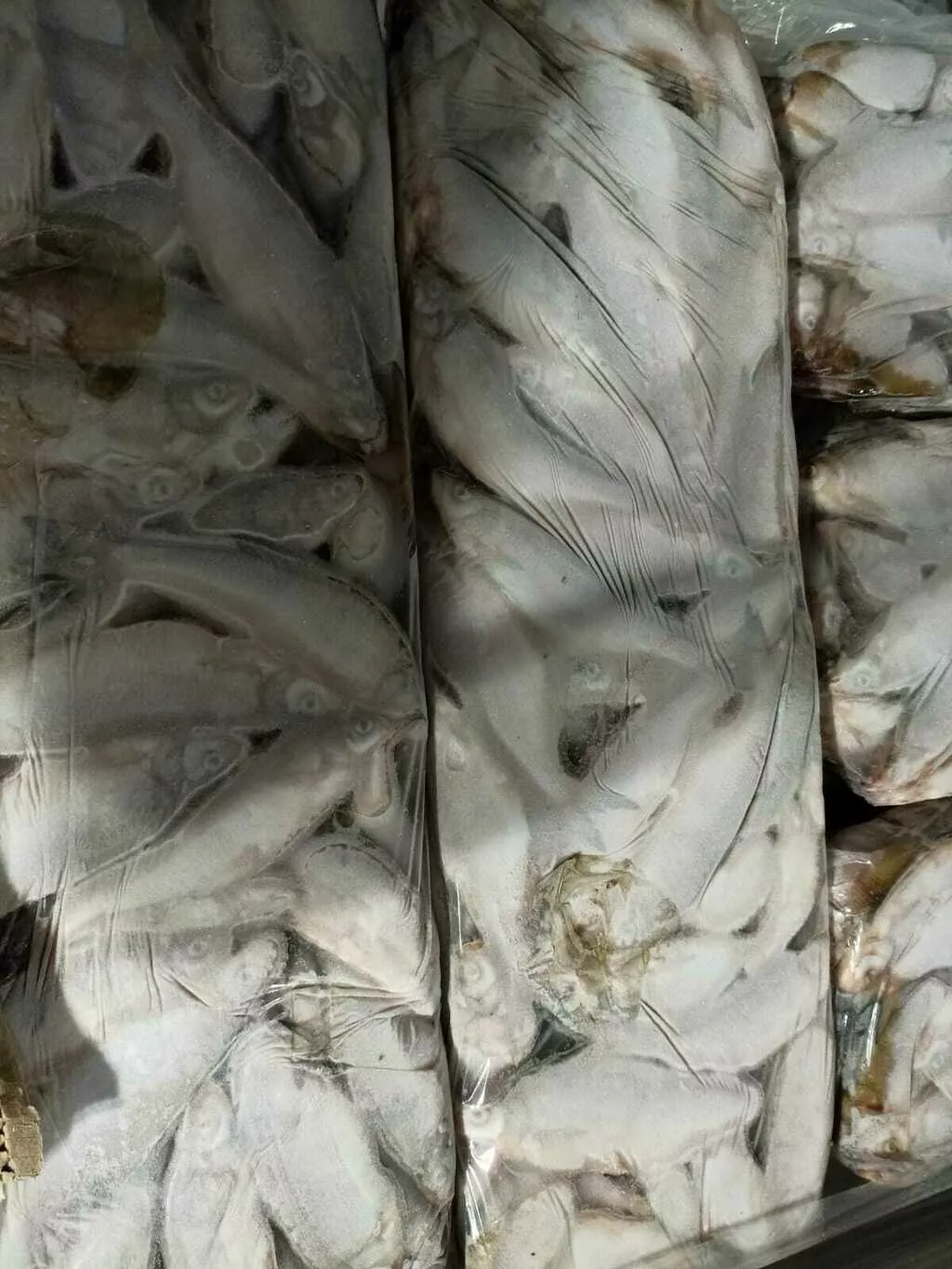 рыбец азовский свежемороженый в Таганроге 2