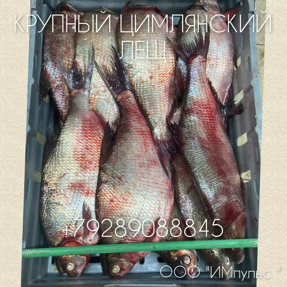 крупный цимлянский лещ шок цена в Ростове-на-Дону