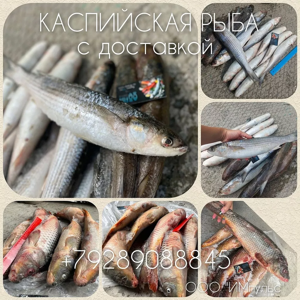 каспийская рыба едет из кизляра в Ростове-на-Дону