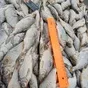 каспийская рыба с доставкой по РФ в Ростове-на-Дону