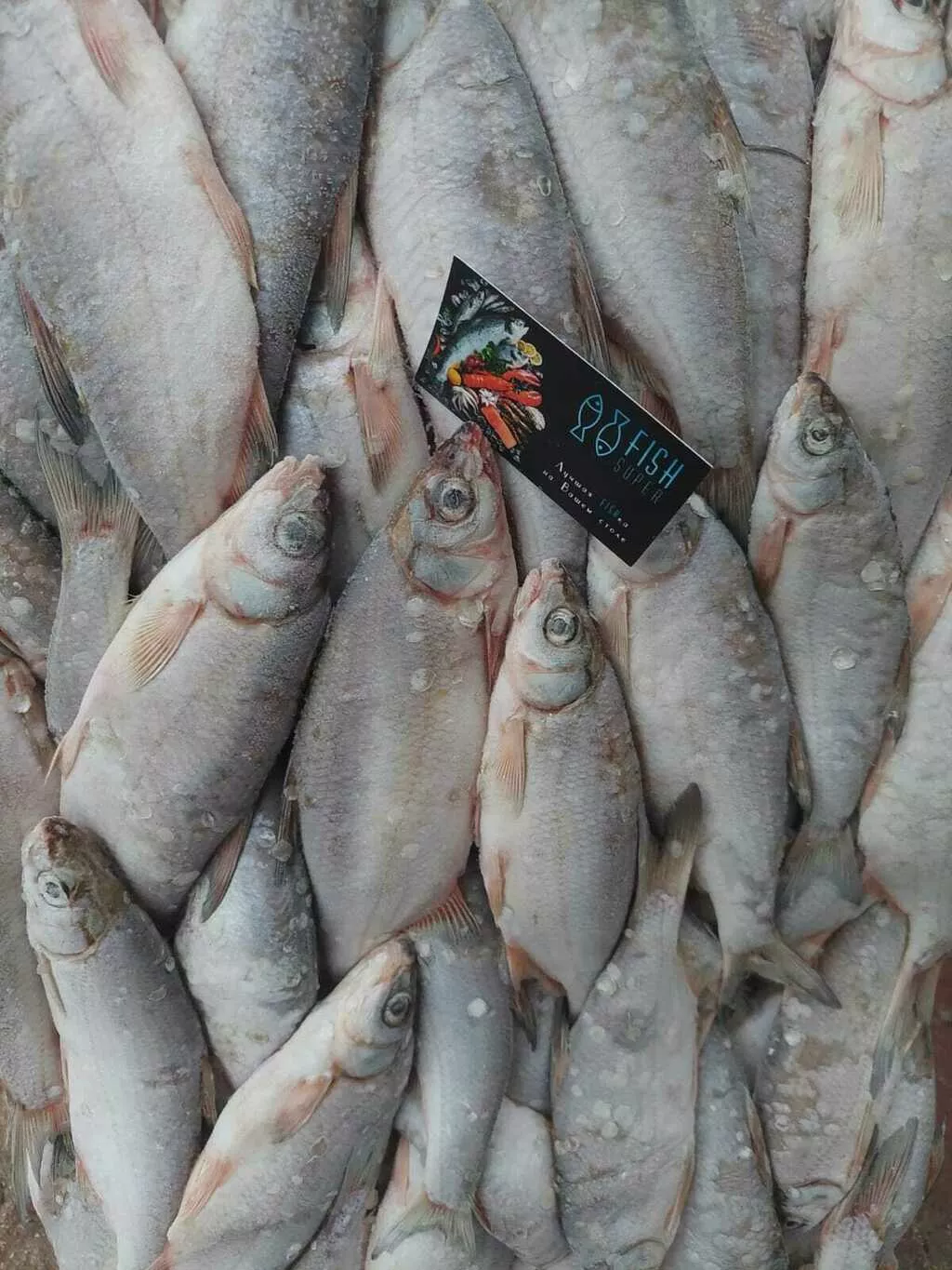 рыбец средне-крупный икряной в ростове в Ростове-на-Дону