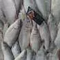 рыбец средне-крупный икряной в ростове в Ростове-на-Дону