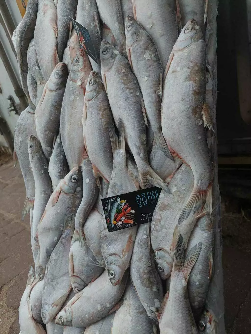 рыбец средне-крупный икряной в ростове в Ростове-на-Дону 5