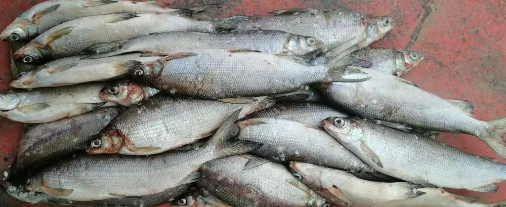сибирская рыба под вялку: плотва, сырок в Ростове-на-Дону и Ростовской области 2