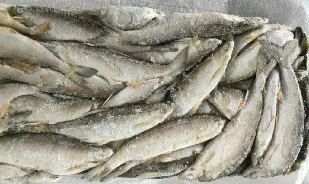 сибирская рыба под вялку: плотва, сырок в Ростове-на-Дону и Ростовской области