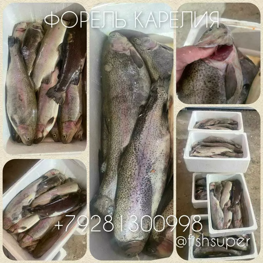 Форель Живая Купить В Екатеринбурге