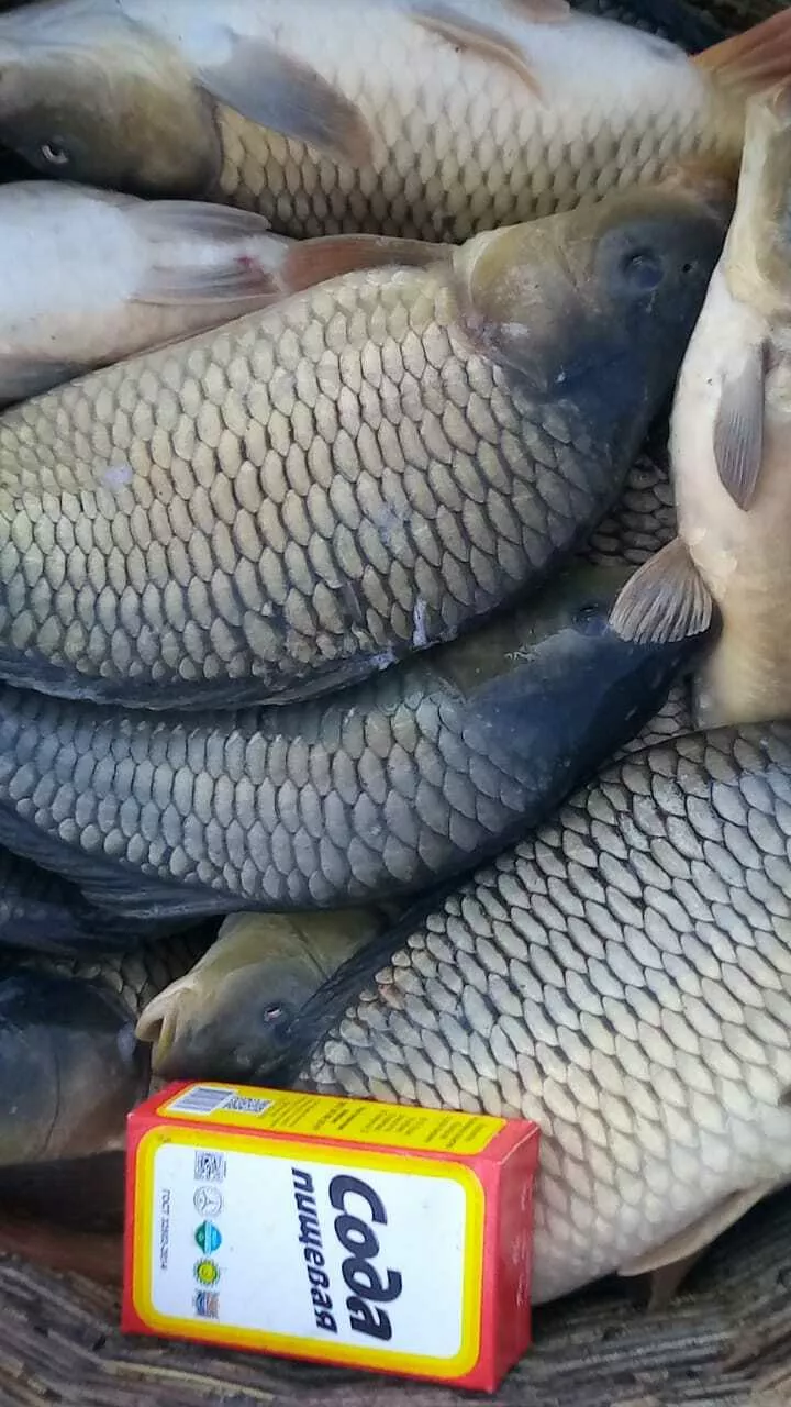 живая рыба в Ростове-на-Дону и Ростовской области